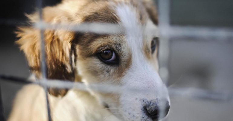 smnewsru's tweet image. В Москве убили директора приюта для животных
sm-news.ru/v-moskve-ubili…
#бездомныеживотные #Москва #Приют #убийство