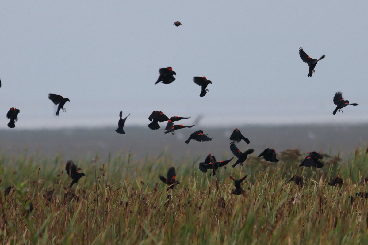 Just a bunch of #RedWingedBlackbirds all dressed the same and trying to land in the same spot...they seemed to be having lots of fun flocking together and squabbling.

#BirdPhotography #NaturePhotography #PreserveWetlands #BCBirds