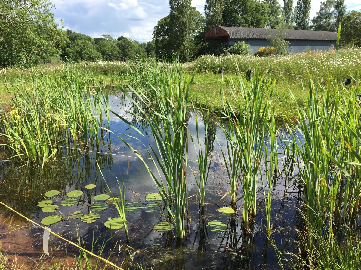 We've already created over 60 new wildlife habitats between Hillingdon and North Warwickshire, including species diverse grassland, ponds and native tree and shrub planting, to support a broad number of species including newts, reptiles, badgers, birds, and bats. 10/13