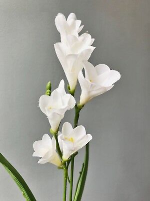 for yunhospowers,freesias to signify joy and passion. may our golden boy yunho always inspire you to fight for your passion, and may that energy and drive to work for what you believe in bring you the purest form of joy. hold on and keep going. it'll all be worth it in the end.