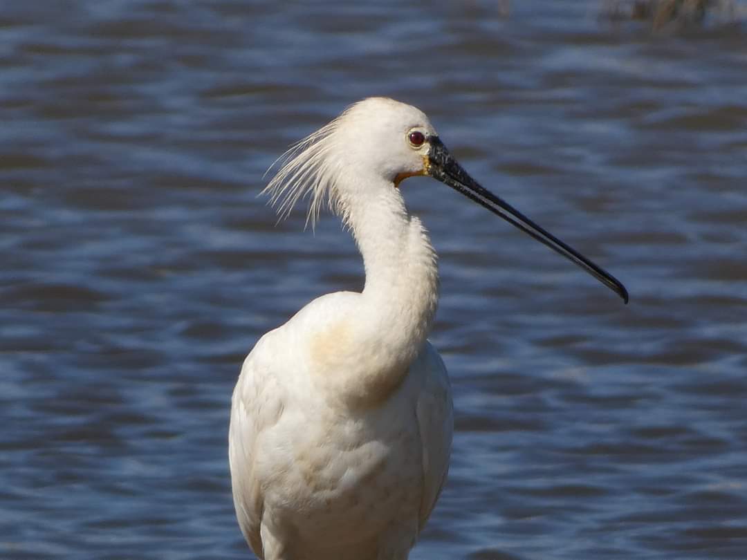 Javipe12's tweet photo. Siempre es motivo de alegría que te informen de que han observado a dos espátulas, una de ellas anillada en Huelva en 2011, y que 9 años después, siga en el mismo sitio!!!! 😊 (fotos de Sara Pérez) #spoonbill https://t.co/mqCL6EmYnZ