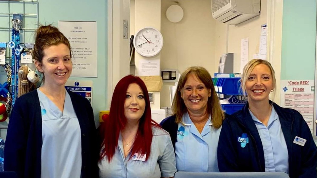 The_Blue_Cross's tweet photo. Despite this difficult time, our receptionists have been there every step of the way. 💙 This #VeterinaryReceptionistAppreciationDay, we want to say a big thank you to our incredible team for always being there for owners and their pets. https://t.co/Sm26YahxAO