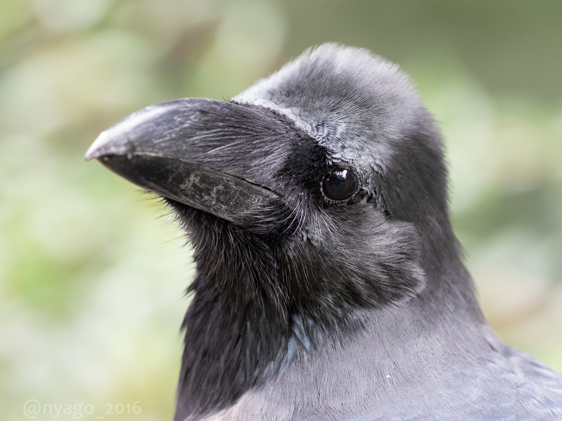 Nyago 可愛いので追加 Gt Lt カラス 烏 Crow 顔 Face 鳥 野鳥 Bird Wildbird T Co 7o0lvqtgkc Twitter