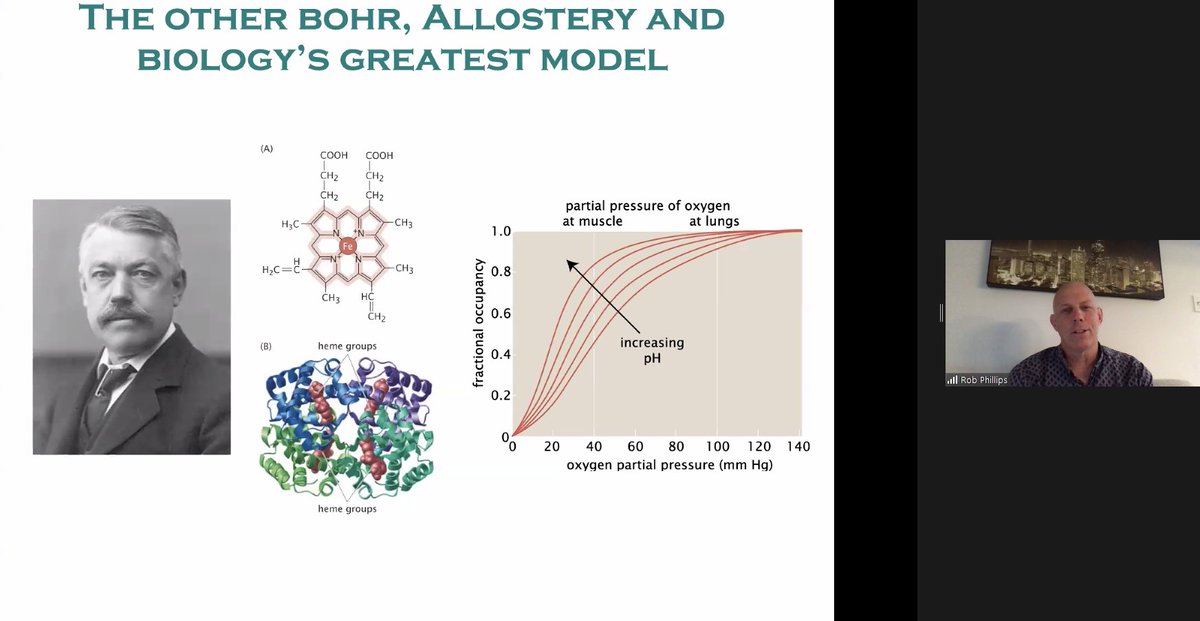 centuri_ls's tweet photo. #Event - #PLM15 | It's time for our last talk of the day! A keynote lecture by Rob Phillips (@Caltech), entilted "The Other Bohr, Allostery and Biologyβs Greatest Model"!
#science #online #event #physics #biology #biophysics https://t.co/PPh4wV9s8V