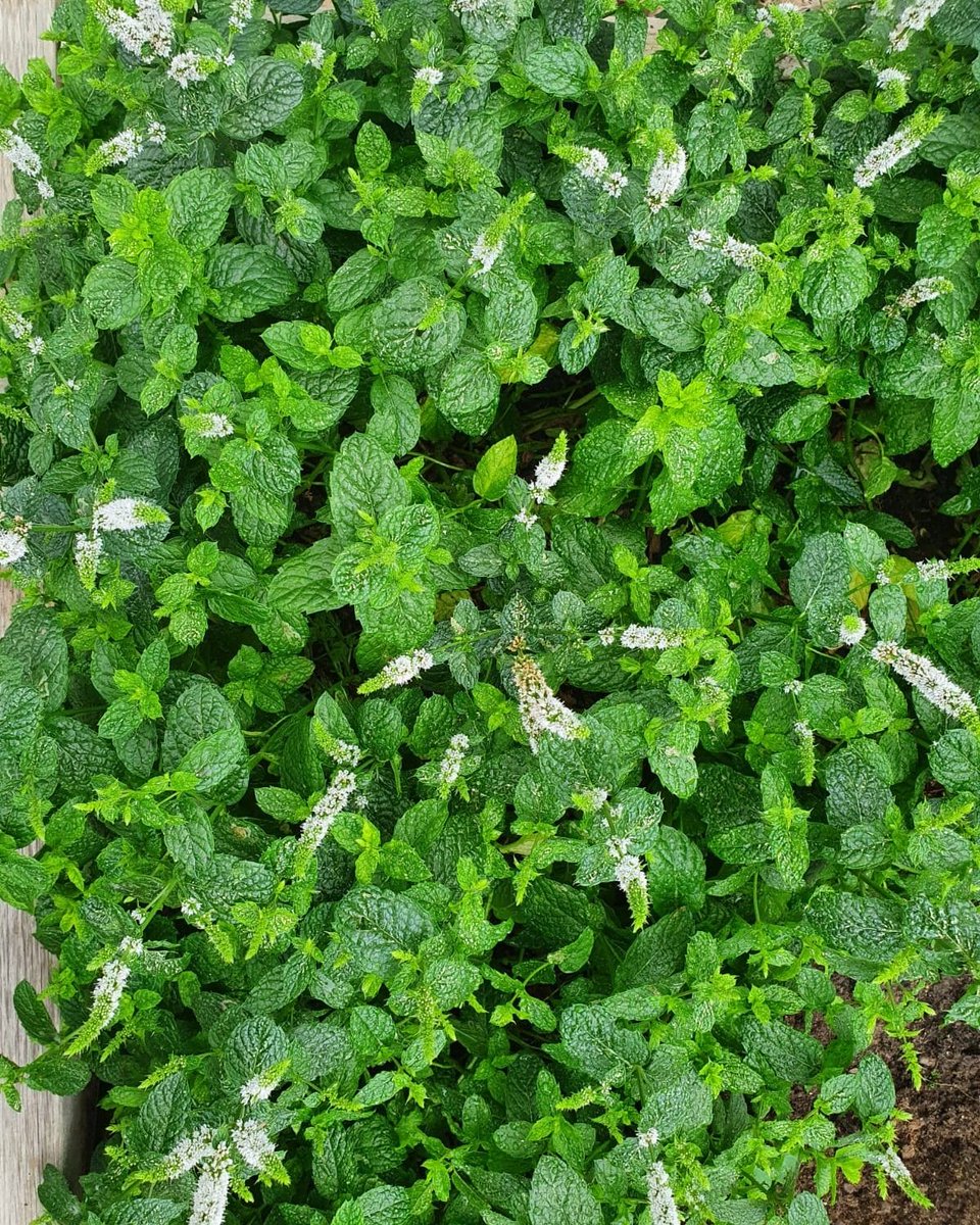 Bokan London is the ideal spot to celebrate #WorldVegetarianDay! 🌿

There's a variety of veggie options on our latest menu, many of which come from our rooftop garden that was developed during lockdown! 

View our delicious menus via our website 👉 buff.ly/2jmLDWH