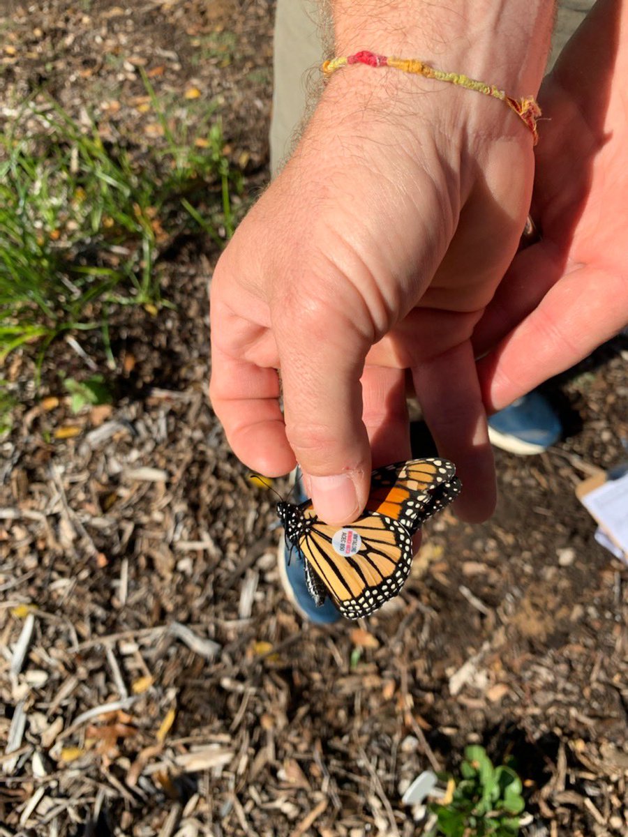 PrinOutdoorEd's tweet photo. Tagging monarch butterflies @PrincipiaSchool in late summer / early fall is now a thing! The data is used for the ultimate goal of improved conservation. Thanks for the help and enthusiasm, Hervey’s second graders!
#outdoorlearning
#handsonlearning
#monarchtagging https://t.co/WohAn8P2gf