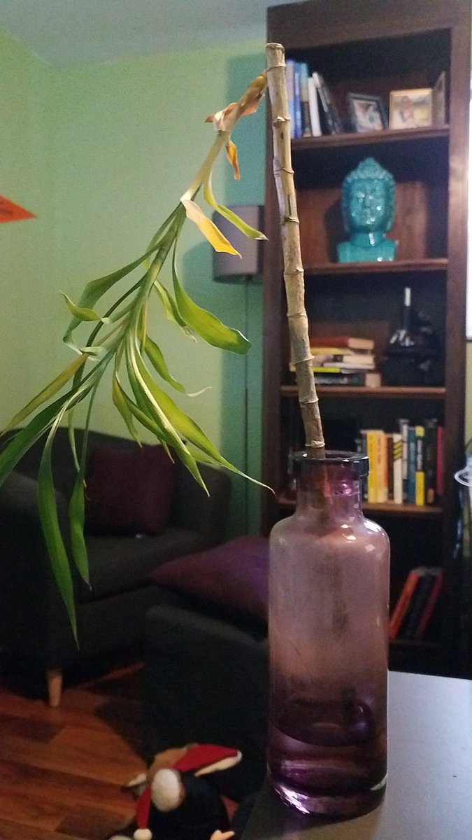 PFlemingWrites's tweet photo. Had to say goodbye to my home office bamboo today. It lived 6 years, fueled solely by dirty aquarium water. RIP. #WritingCommunity https://t.co/9rqAETyQI4