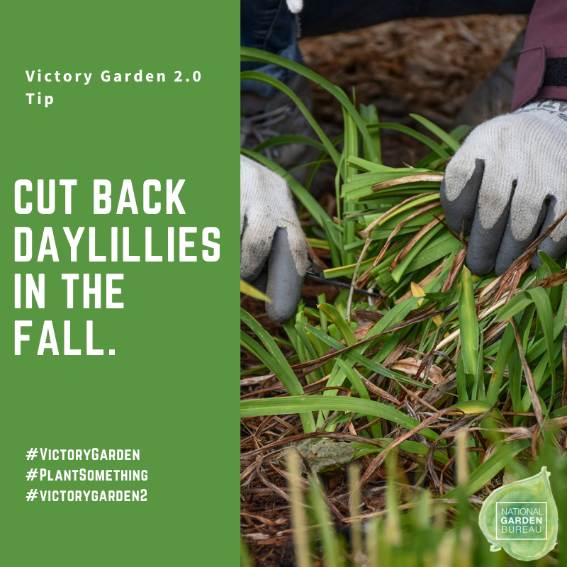 NatGardenBureau's tweet photo. Wait for Daylilies to finish blooming before removing the remaining flower stalks and cutting the foliage down to a few inches of the ground for winter. #fallgardeningtip #falltip #gardeningtips https://t.co/ekB8ZuNMmd