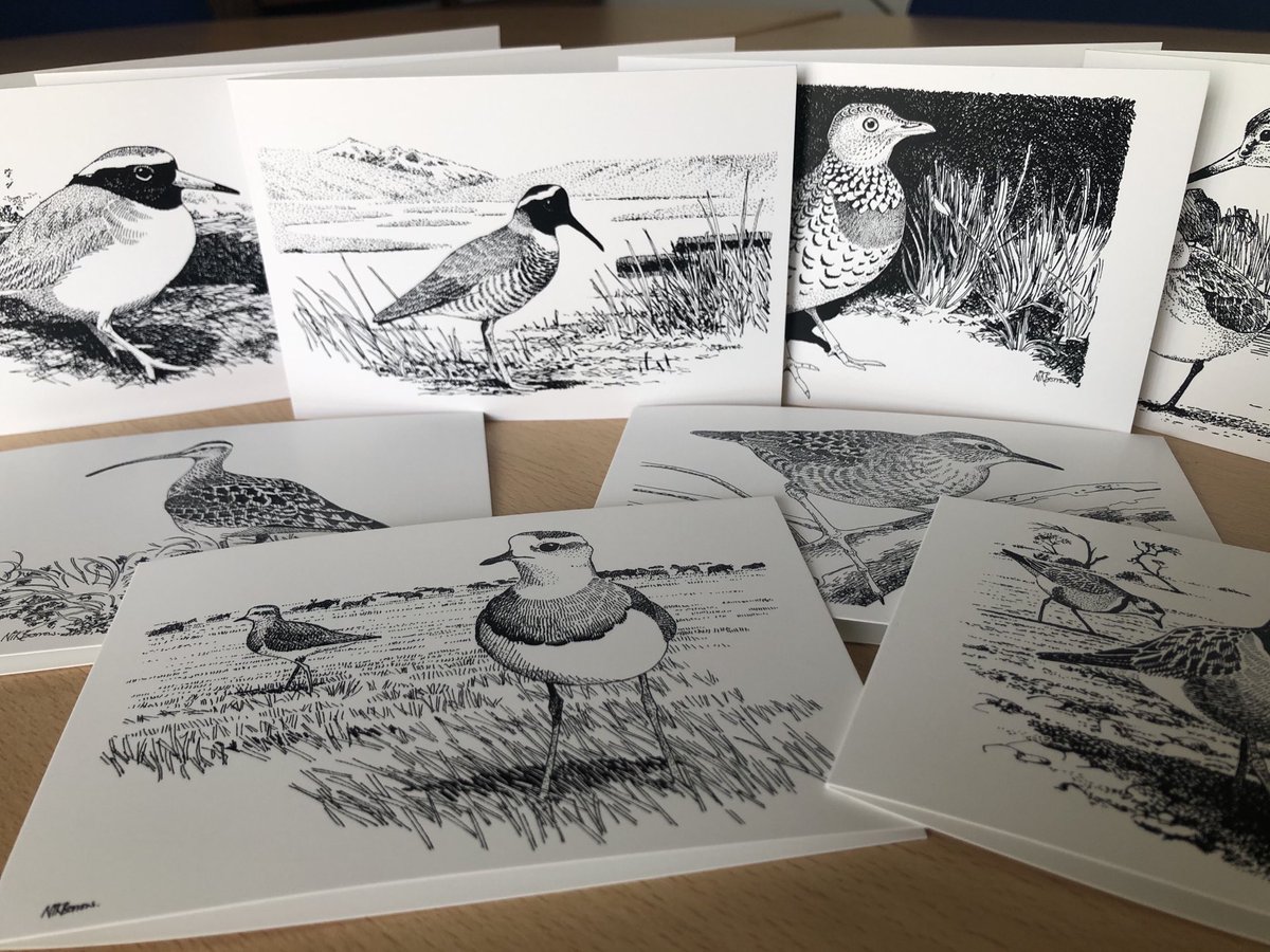 Swallowtailprin's tweet photo. Part of a set of greeting cards for ⁦@waderquest⁩ with artwork by #NikBorrow All proceeds will help #waders ⁦@NeoBirdClub⁩ ⁦@vikingoptical⁩ ⁦@sounds_wild⁩ ⁦@orientbirdclub⁩ ⁦@Africabirdclub⁩ ⁦@_OSME⁩ ⁦@ZEISSBirding⁩ #shorebirds https://t.co/ptYkYZ3zuU
