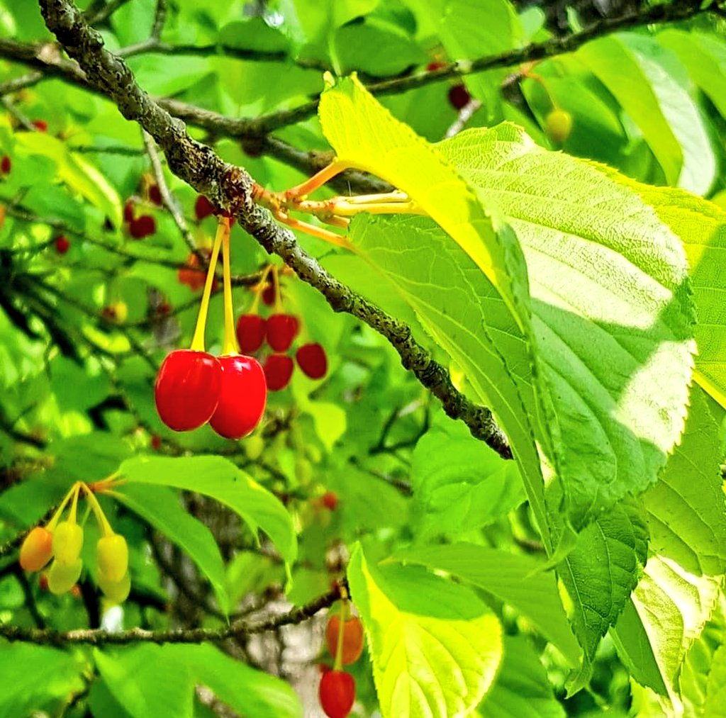 Jardín Japonés 日本庭園 tweet media