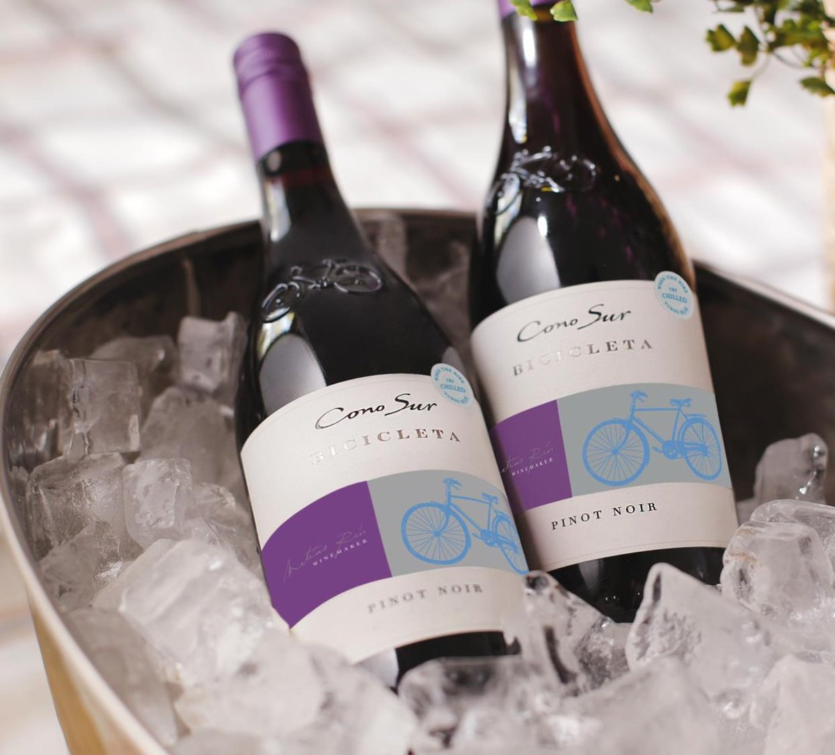 teamdb's tweet photo. Chilean label @ConoSurWines won Best Consumer Campaign for encouraging wine lovers everywhere to put their Pinot on ice.
#DBAwards2020 https://t.co/RcvErMYpnW