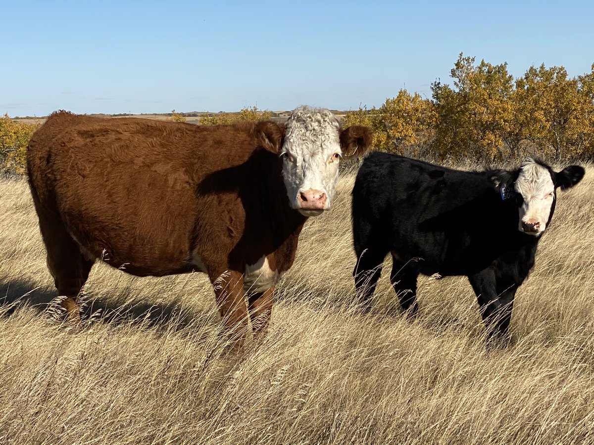 FentonRanch's tweet photo. Quite the baldy calf on this second calver #canadianherefords #blackwhiteface #baldieheifers #strongfemales https://t.co/0Ouehbnu37