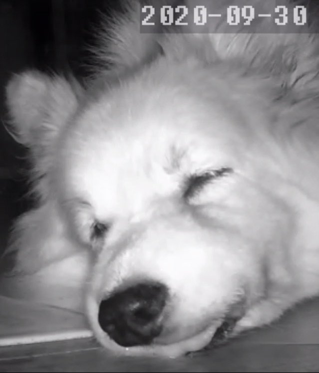 Mayudog Achabibibi そうなんです 昼間でも暗いところを探してそこで寝ています Twitter