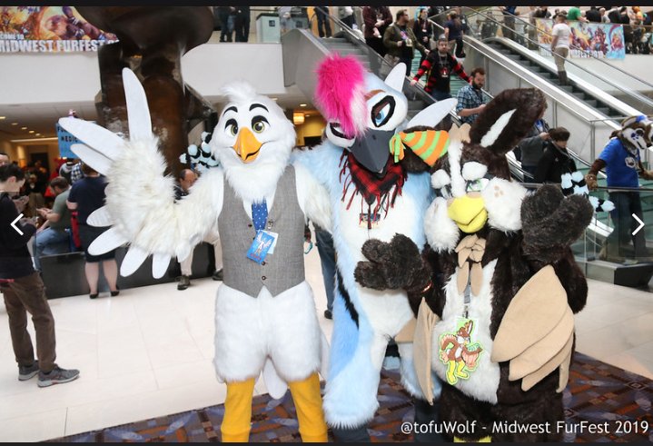 Bunali_Sau's tweet photo. Surfing Midwest Furfest Facebook, I managed to find photos from MFF last year. I miss going to conventions.
Getting to hang with @bird_remote was fun.

Photo credit to @tofuWolf

#BunaliSau #QueenAvem #MFF2019 #furryfandom2020 #furry #fursuit #avian #avianfur #bird #birdfur https://t.co/4VDw9zODnp