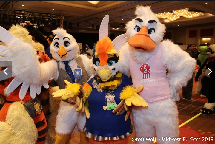 Bunali_Sau's tweet photo. Surfing Midwest Furfest Facebook, I managed to find photos from MFF last year. I miss going to conventions.
Getting to hang with @bird_remote was fun.

Photo credit to @tofuWolf

#BunaliSau #QueenAvem #MFF2019 #furryfandom2020 #furry #fursuit #avian #avianfur #bird #birdfur https://t.co/4VDw9zODnp