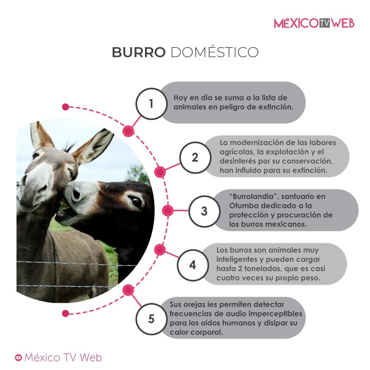 MexicoTvWeb1's tweet photo. Fiel trabajador, símbolo de nobleza y gran fuerza, podría extinguirse.
Germán Gómez Sauza, es el fundador de Burrolandia, el único santuario dedicado a la conservación y cuidado de esta especie.
Ubicación: Calle 6, colonia Centro, Otumba, Estado México, a 10 min. de Teotihuacán. https://t.co/U5hFAERjIg