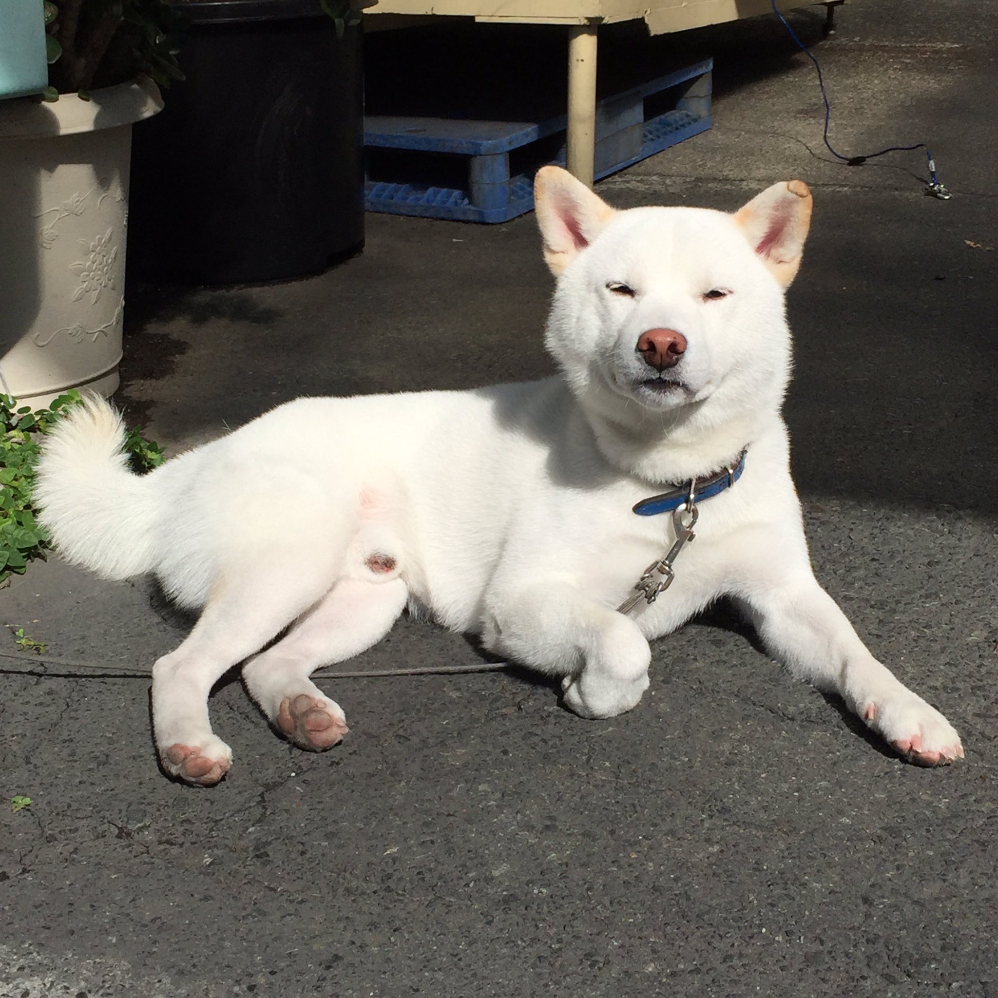迷い犬 富士宮 白柴7歳オス 探してます 拡散希望 目撃情報を探しています 写真の白い柴犬を探しています 静岡県富士宮市万野原新田にて 年9月26日夜 27日朝の間に繋いでいたワイヤーが切れて逃げてしまいました 青い首輪 毛は短く 汚れて