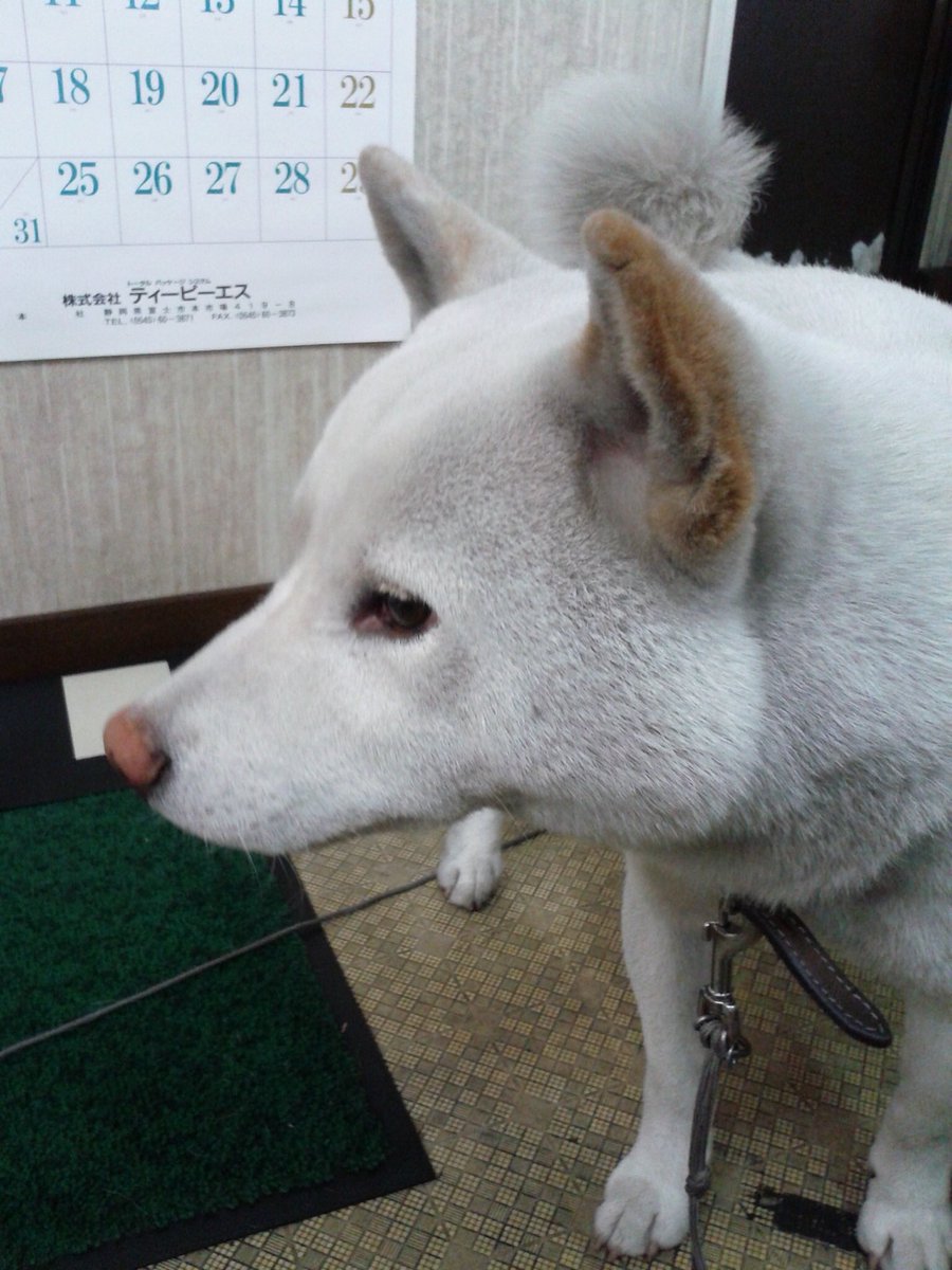PROkids11's tweet photo. #拡散希望
目撃情報を探しています。
写真の白い柴犬を探しています。 静岡県富士宮市万野原新田にて、2020年9月26日夜〜27日朝の間に繋いでいたワイヤーが切れて逃げてしまいました。青い首輪。毛は短く、汚れて灰色になっているかもしれません。
#迷い犬　#迷子犬　#静岡　#富士宮市　#白柴　#ペット https://t.co/7QgbNcHqF2