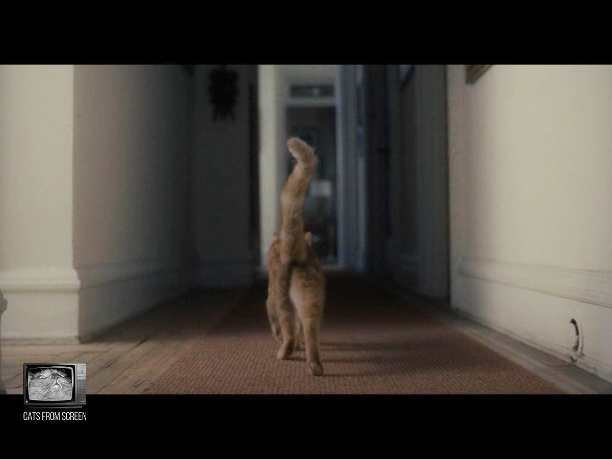 CatsScreen's tweet photo. Odysseus from movie Inside Llewyn Davis (2012).
#catsfromscreen #insidellewyndavis #пушистики #внутрильюинадэвиса #кино #котики #кошки #oscarisaac #оскарайзек https://t.co/T7b2eASPap