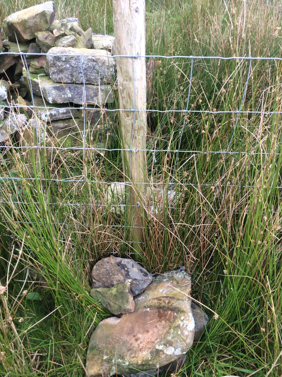 The end of loveliness. Alfred's gate had gone. So I built a stile. Nearly missed the limekiln, one of the route's only landmarks. A stream or drain had run dry.Here comes what I'd been waiting for...just as I began to climb. A blur, hiding the desolation I'd been promised.