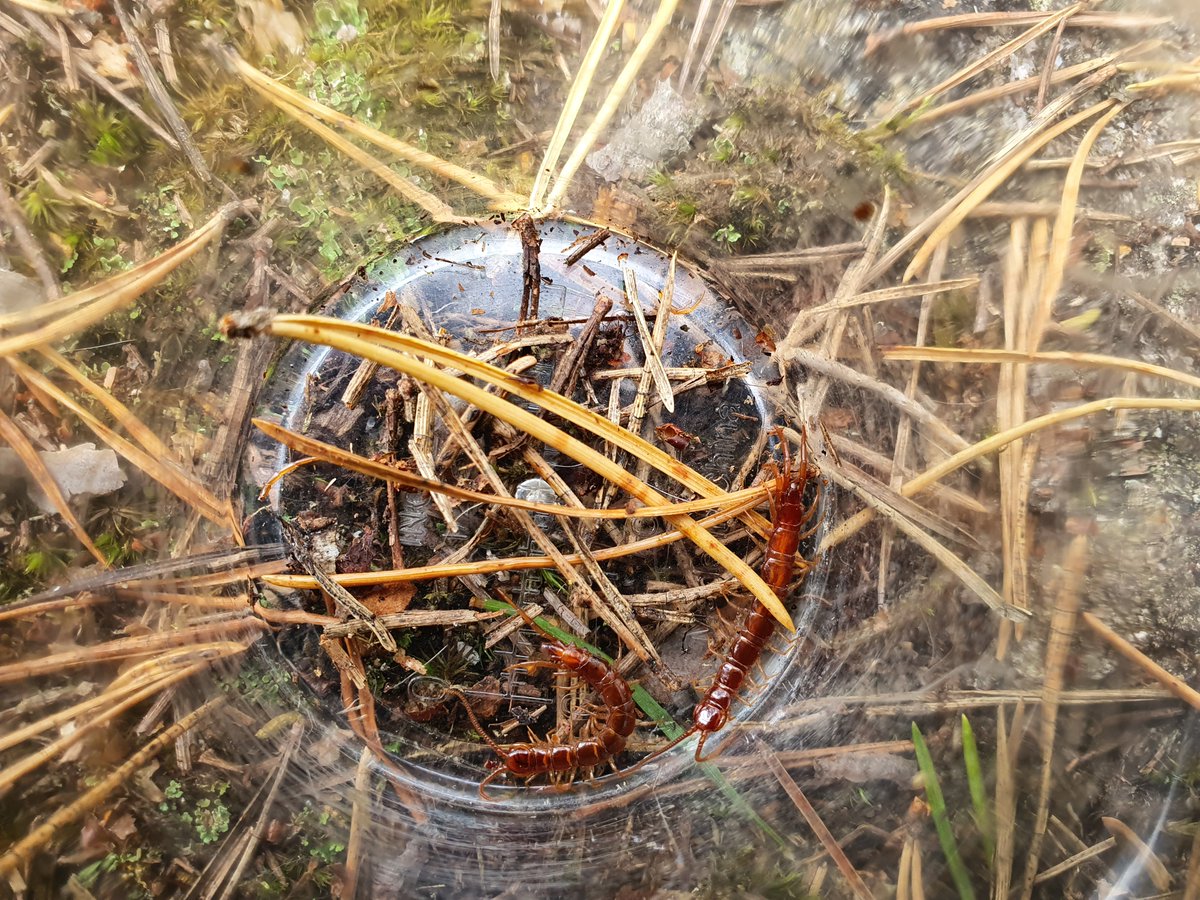 Vantaan koululaiset pääsivät syyskuun aikana tutustumaan <a href="/vantaaympkeskus/">Vantaan ympäristökeskus</a> Ötökkäretkillä muun muassa erilaisiin juoksujalkaisiin. Kuvan tuhatjalkaiset ovat ruskojuoksiaisia. Juoksujalkaiset olivat oppilaiden mielestä todella jännittäviä ja vähän pelottaviakin. #paraskoulu