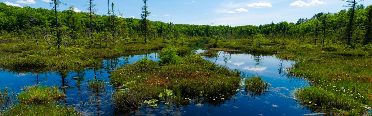 Bog islands are  #BadAssBogs but let's focus on the surrounding  #FabulousFens. My example above were rich fens in the  wetland classification system (my favorite because it is intuitive). Any takers want to guess why rich fens are called rich fens? Creative answers ONLY. 7/