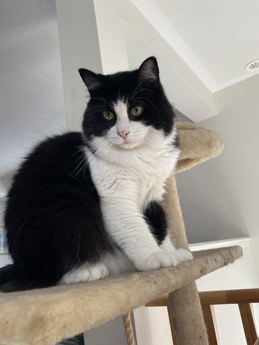 #CatsOfTwitter,#Caturday,#cathappy, #catlife https://t.co/WQlAf14V2L<a href="/tag/catsoftwitter"class="tags">#CatsOfTwitter</a><a href="/tag/caturday"class="tags">#Caturday</a><a href="/tag/cathappy"class="tags">#cathappy</a><a href="/tag/catlife"class="tags">#catlife</a>