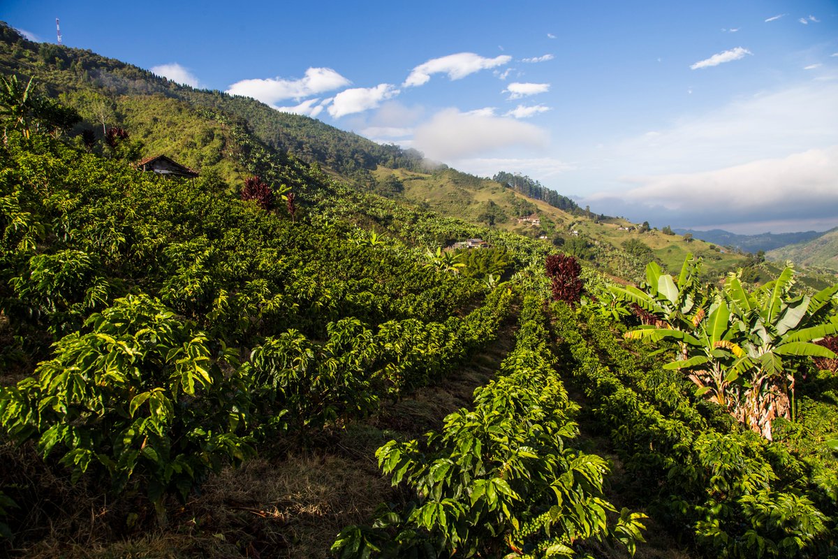 RevistaNatGeo's tweet photo. #DíaInternacionalDelCafé Así se ve un campo de cultivo de café en Caldas, Colombia 🇨🇴
📸: Getty Images https://t.co/lJGJUjYRPH