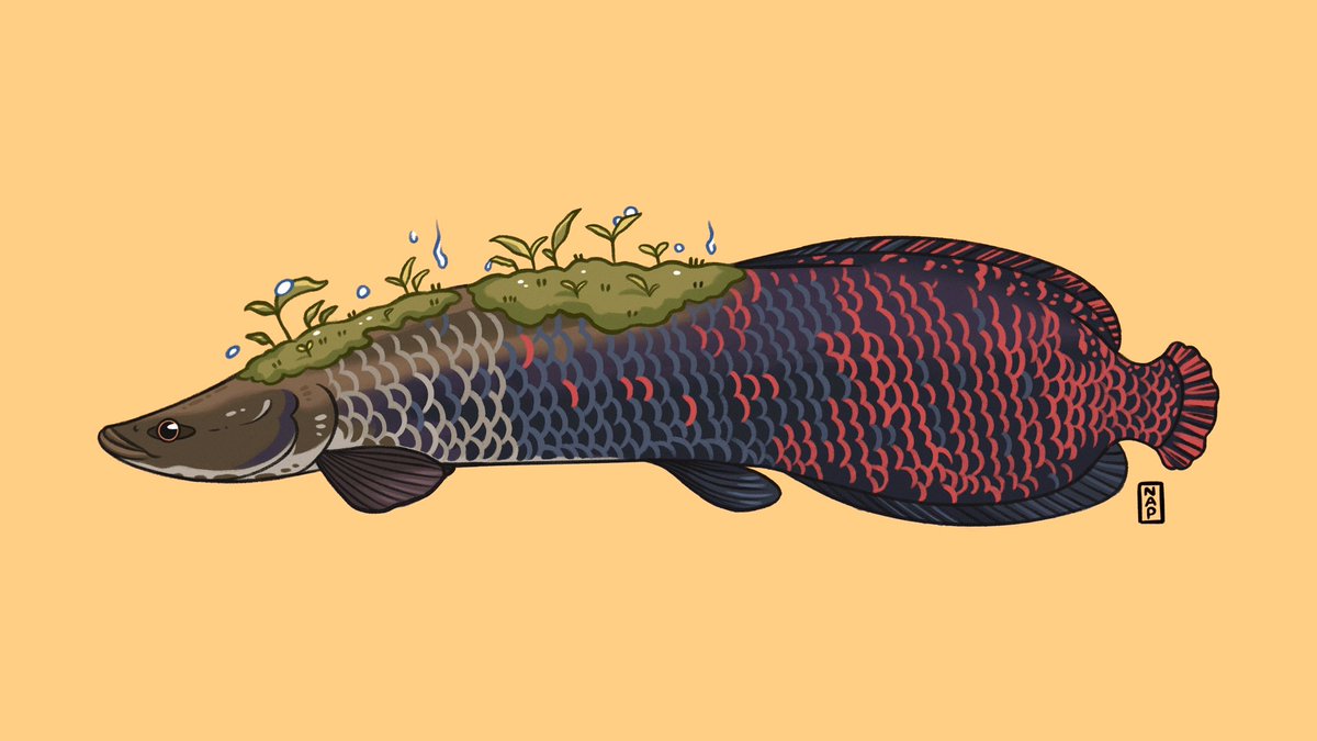 Arapaima 🌱💧