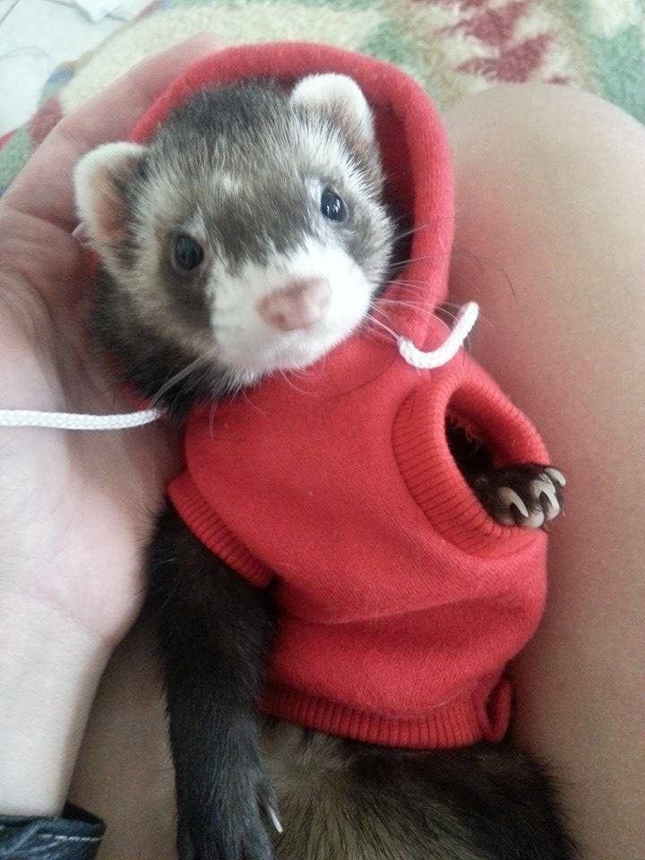 hoodie babies