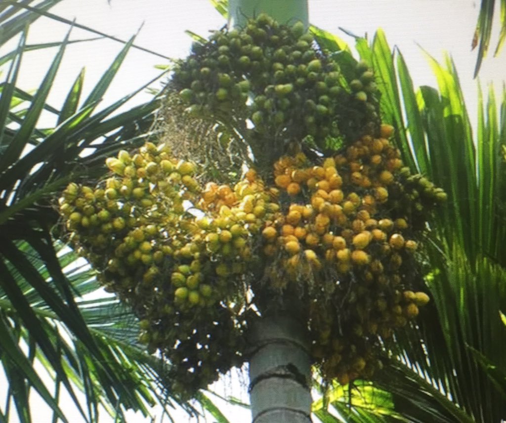 .. The palm tree gave its milk in lieu of wine, the bread fruit tree afforded wholesome food, the betel nut and spices, everything to satisfy the palate was available in profusion.”