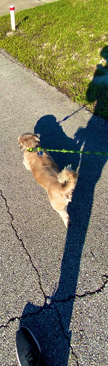 paulette01234's tweet image. Don’t fight over Jesus Money 💵 remember your loyal four legged friends 💵🙏🏾✍🏽🐶 #Pwow  🐾