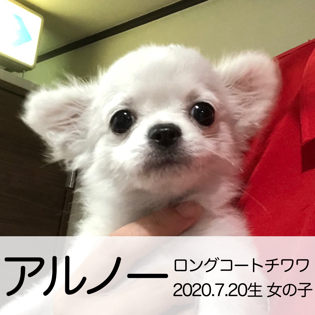 Twitter 上的 保護犬カフェ 鶴橋店 里親様募集中 本日保護のわんちゃん達 里親様募集中です 店舗移動の可能性もございますので お問い合わせはお電話にてお願いします 里親募集中 保護犬カフェ鶴橋店 保護犬 大阪 鶴橋 チワワ ロングコートチワワ 仔犬