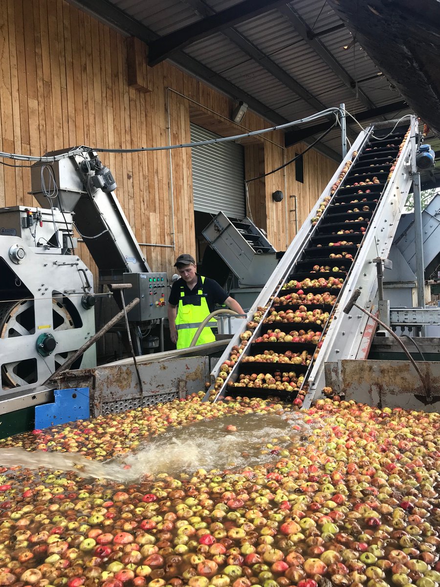 It's harvest season🍎

Which means time to press 1000 tonnes of cider apples and perry pears in 12 weeks. 

Our cidery comes alive  with activity and dynamism in the autumn

Taste the final product, our delicious organic cider now: ow.ly/dZ7g50BwTNB