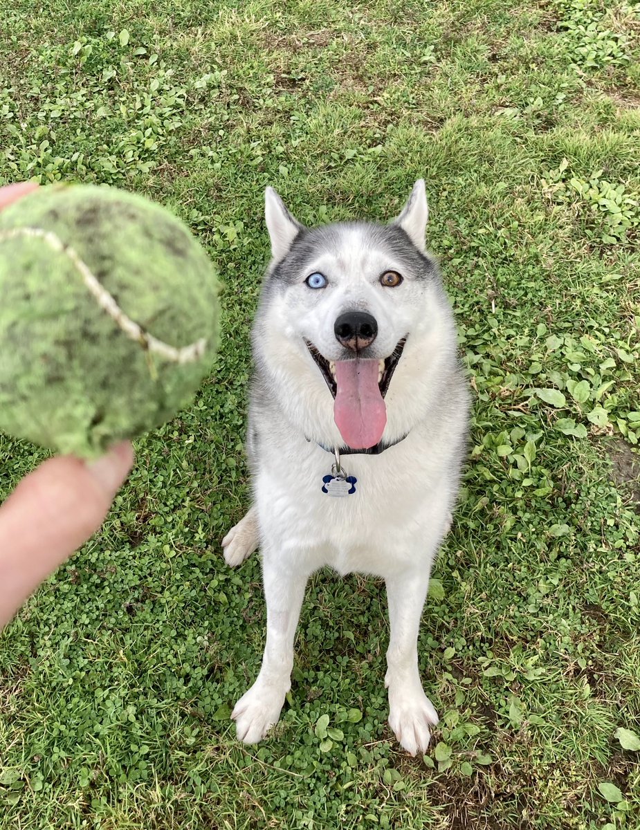 ACDogSquad's tweet photo. 🎾It’s time for a game of fetch with Ricky! Also.. how beautiful are his eyes! 👀 🐾 
#ACDogSquad

#gooddogs #dogsofottawa #dogsoftwitter #dogpark #playfetch #tennisball #husky https://t.co/SAA1EKeOaS