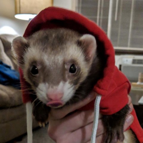 hoodie babies pt. 2