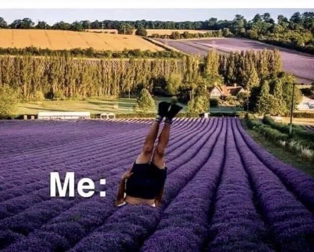 MertensJarne's tweet photo. “Lavendel helpt tegen hoofdpijn en stress” https://t.co/ffBkPvwhJL
