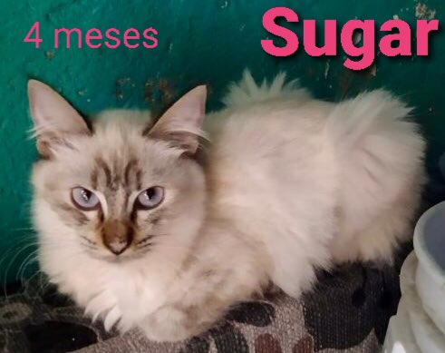 FelinaVoz's tweet photo. Adopción sólo en CDMX.

Hola, me llamo Sugar y busco casita. 
Soy muy cariñosa.
Me entregan esterilizada, con vacuna triple, desparasitada y con antipulgas.
Convivo con otros gatos. 
Contacto Whatsapp
55-5437-3180
#AdoptaNoCompres https://t.co/fNwh7xfs5d