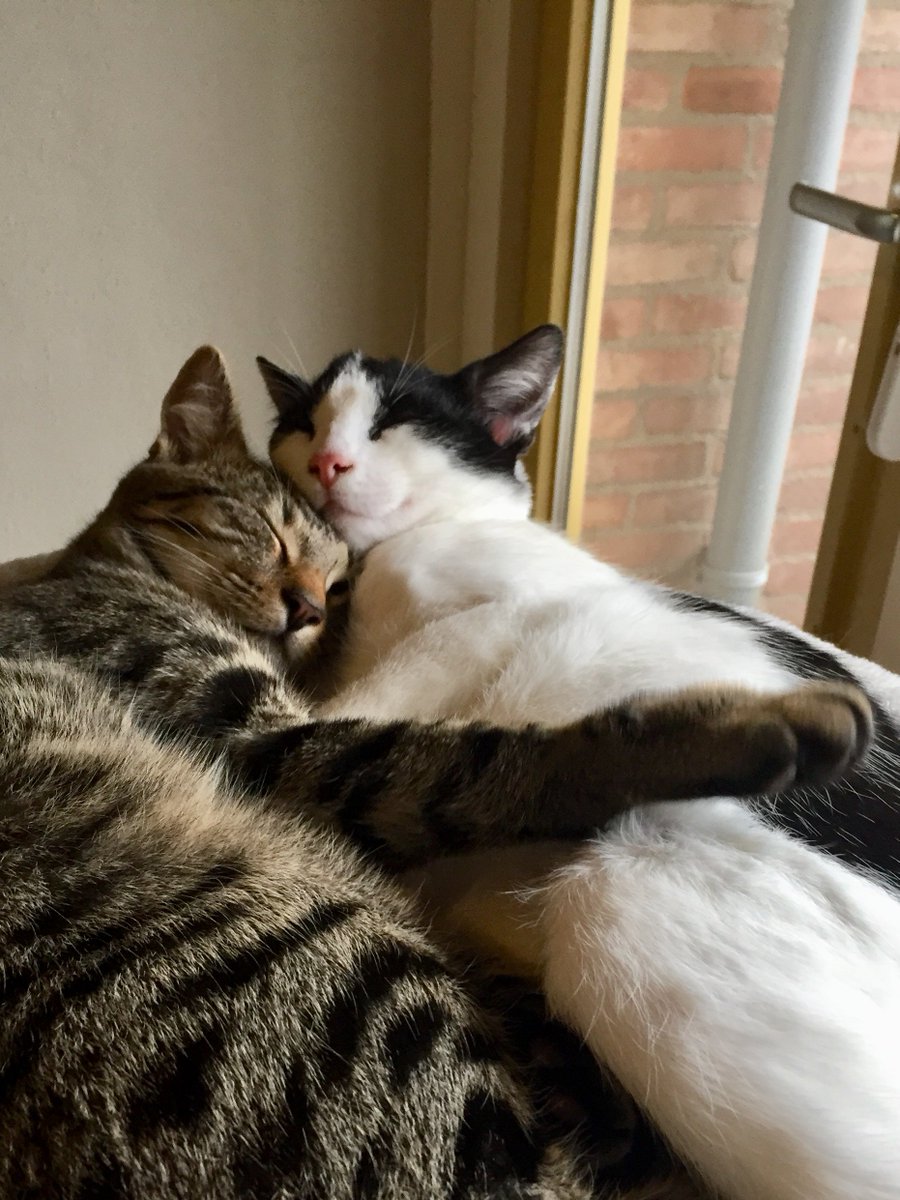 Josie Chambers tweet media