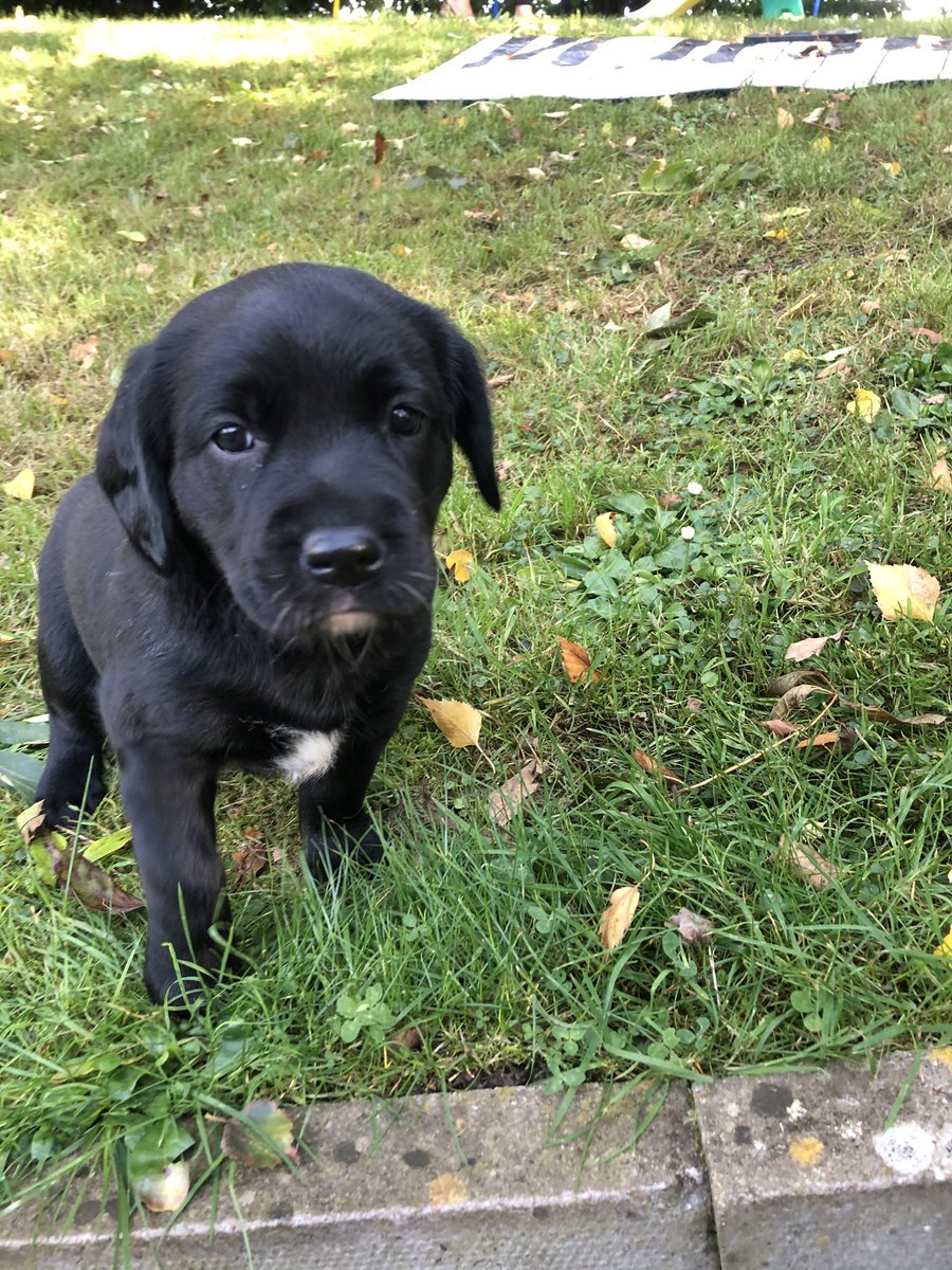 WMPolice's tweet photo. 🍁OCTOBER🍁

What better way to start October than introducing our gorgeous new Springador litter 🐾 @WMPDogs 

Meet Walnut, Peanut and Hazelnut... 🐶

Not sure about you, but we think they are so cute! 🥰 https://t.co/xpPurraUpl