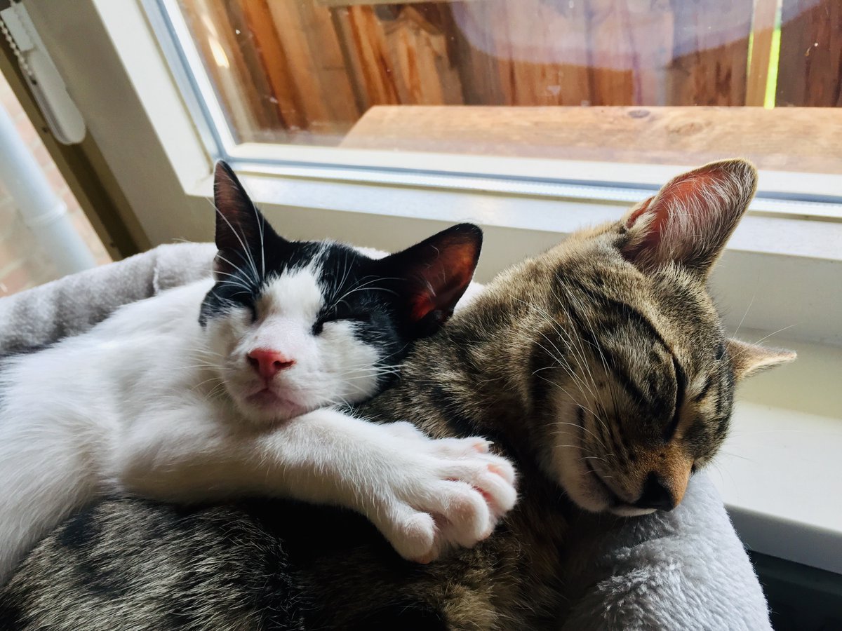 Josie Chambers tweet media