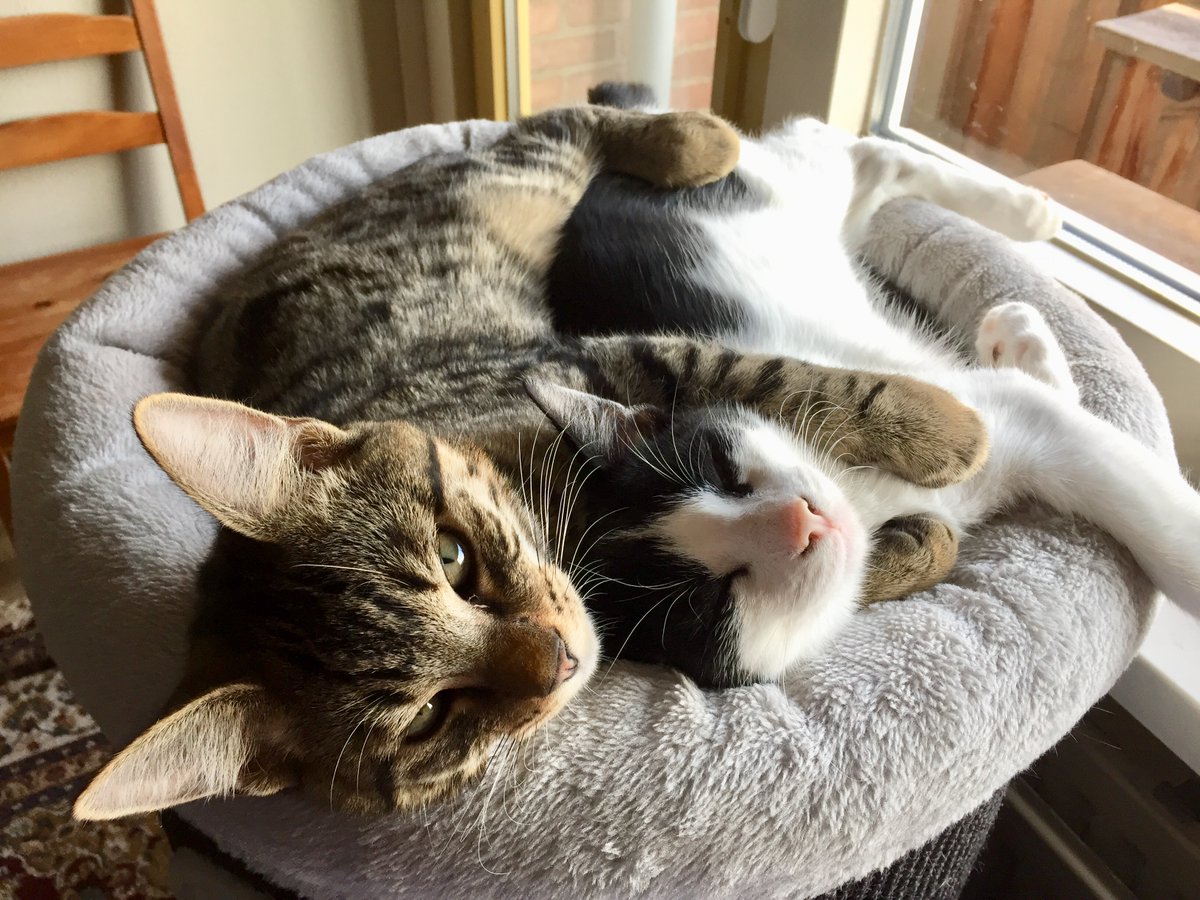 Josie Chambers tweet media