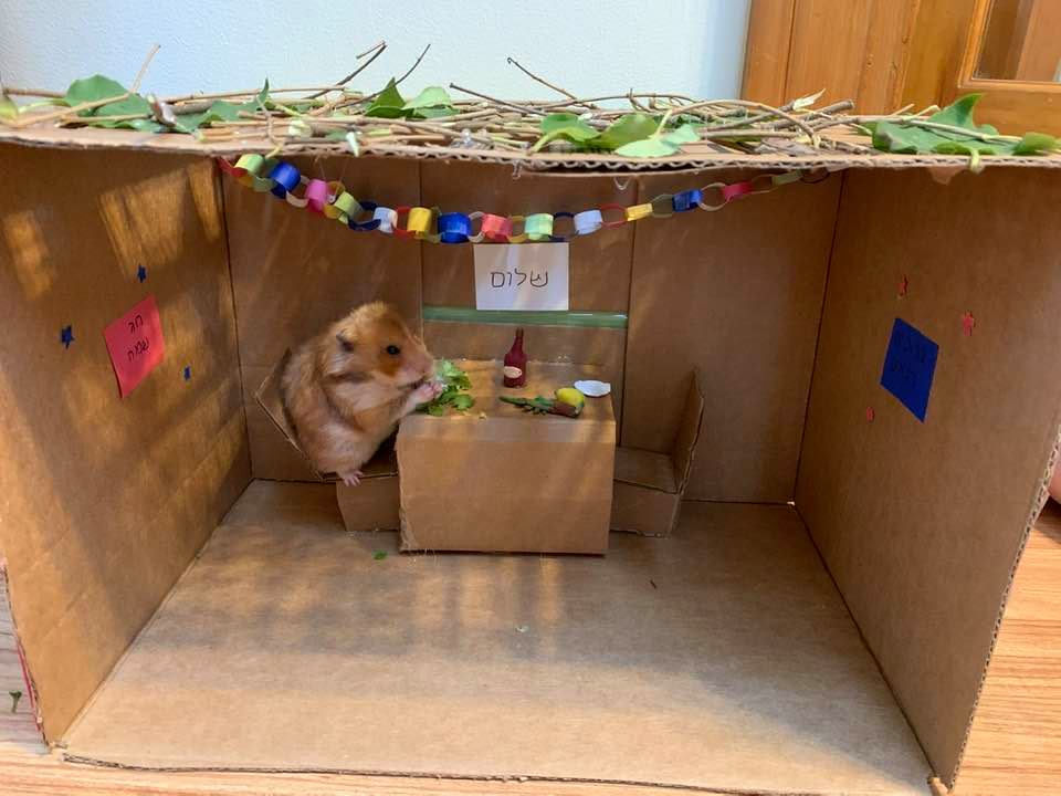 My friend  @shirafischer is here to provide you the hamster sukkah content you all need.