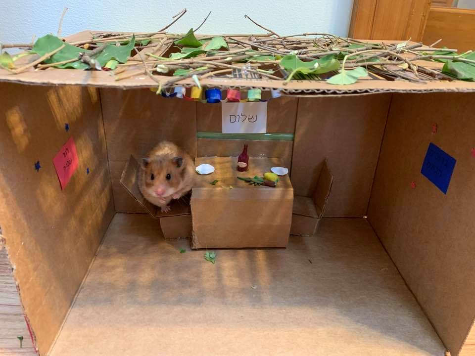 My friend  @shirafischer is here to provide you the hamster sukkah content you all need.