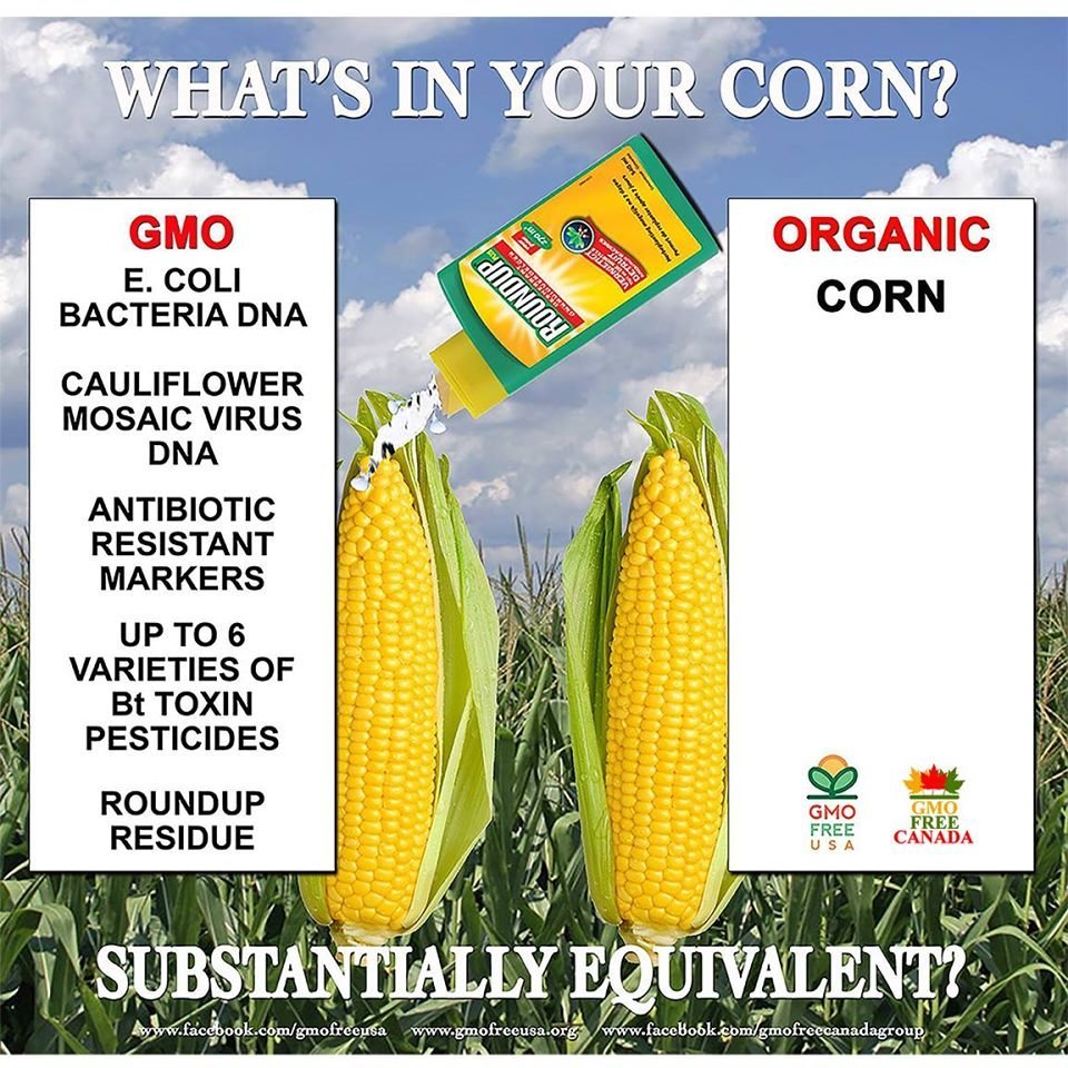 GMOFreeUSA's tweet photo. "Substantial equivalence" is a farce.

It might LOOK like your grandmother's corn, but this GMO corn, which is widely found in processed foods across the U.S., has Bt insecticide built into its DNA... https://t.co/lHhZkrjnTe