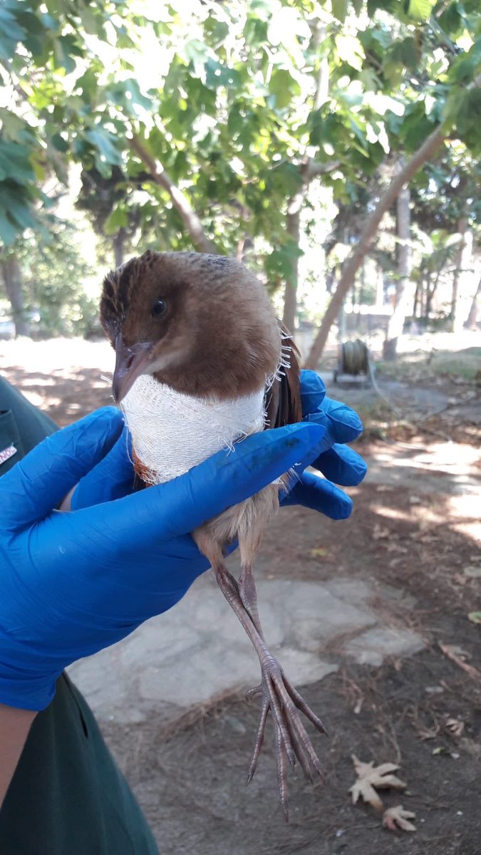 Yaralı halde Müdürlüğümüze getirilen bıldırcın klavuzu ilk müdahalesinin ardından Sarıkum Yaban Hayatı Kurtarma ve Rehabilitasyon Merkezi’ne nakledildi...  <a href="/dkmpbolge10/">DKMP 10. Bölge Müdürlüğü</a> #kuş #birds