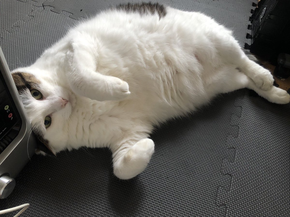 でかい猫