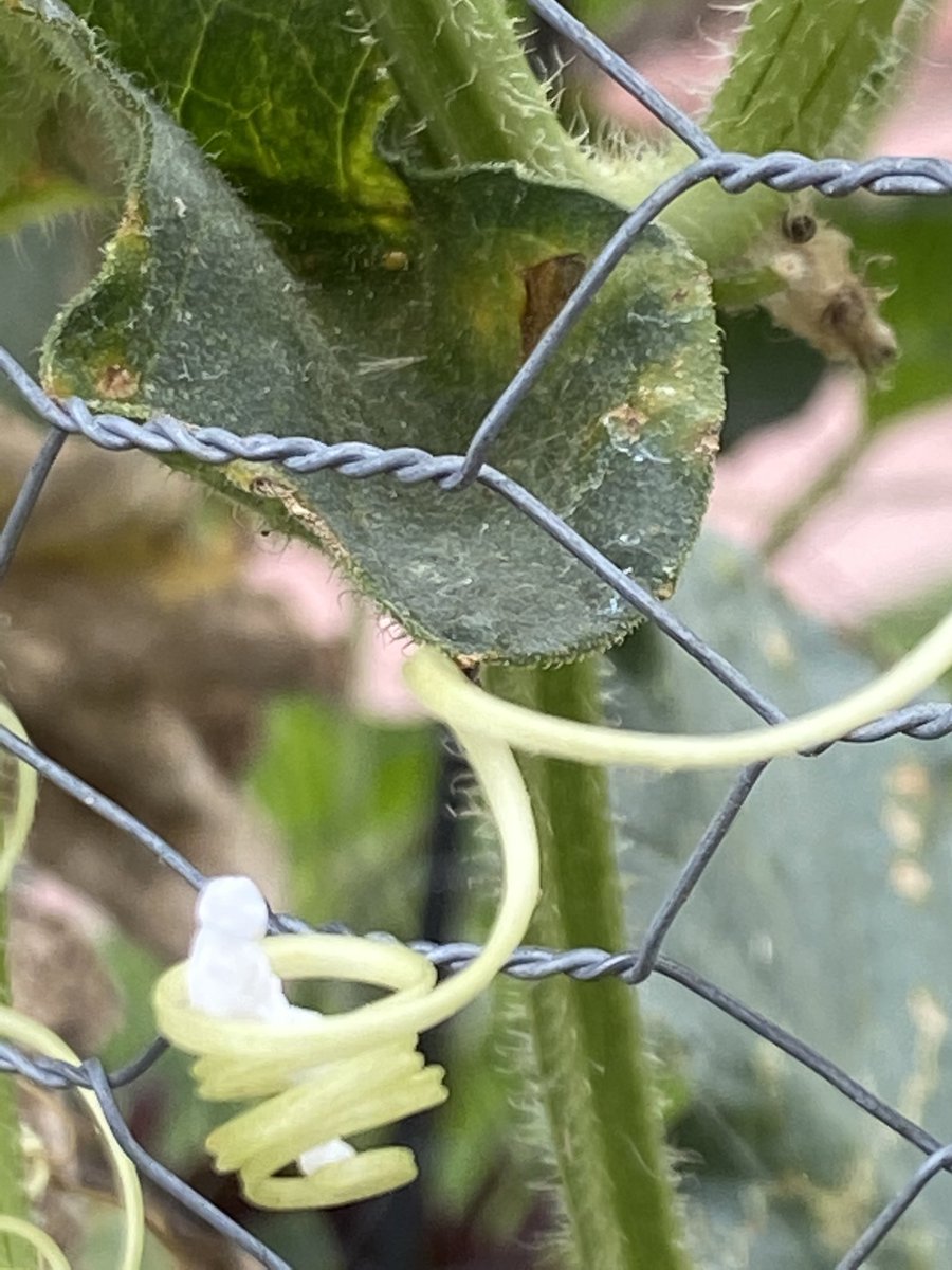 roguskaw's tweet image. JH Los Angeles #TinyArchitect #JapanHouseLA                                     “Weee!  This is a fun ride!”
Description: This is a cantaloupe plant and climbs with the curly branch