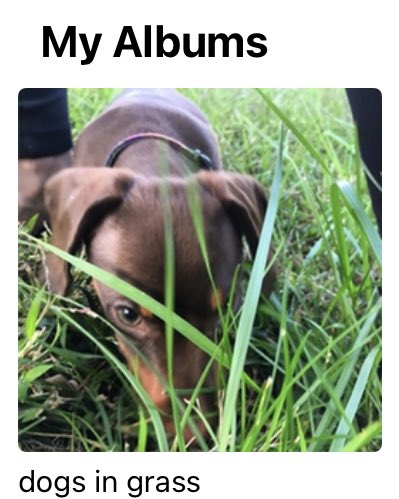 really busy this afternoon carefully curating an album of pictures of my dogs running through or lying in grass, please do not disturb