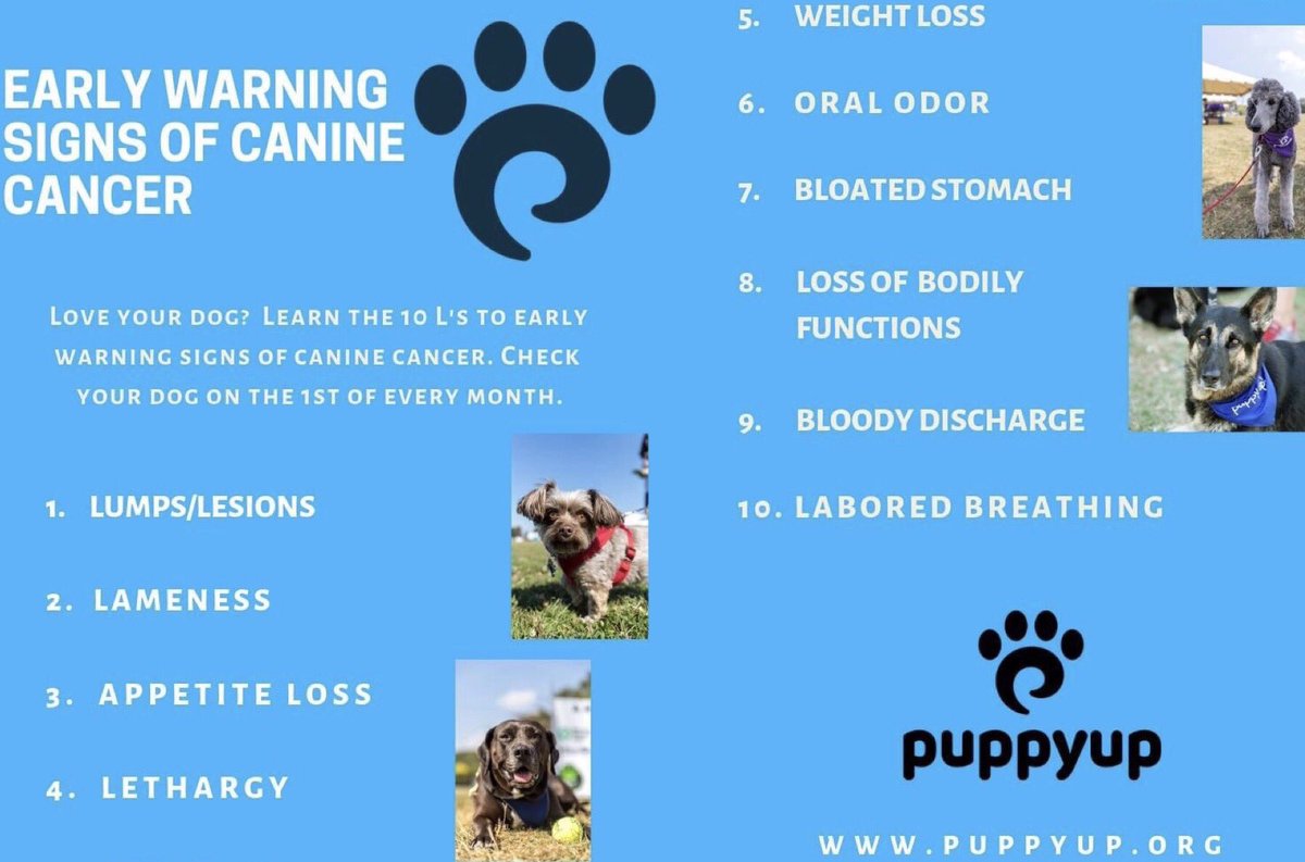 Every month check your pups for lumps and bumps. Prevention or quick action on anything suspicious is critical. Check with your veterinarian if you aren't sure about something.

#lumpsandbumpscheck
#caninecancerawareness
#puppyup
#cancerfightingsuperhero
#companionsagainstcancer